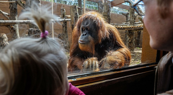  Италиански зоопарк бие тревога заради новия коронавирус