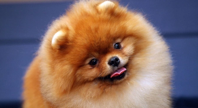 Кучето от Хонконг у което бе доказан коронавирус почина след