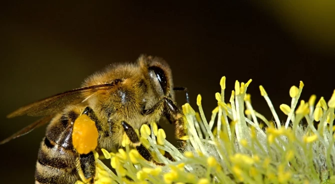 Пчеларите могат да посетят пчелините си в местността Пчелина край
