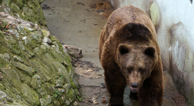 Зоологическата градина в София разкри как животните пребивават по време