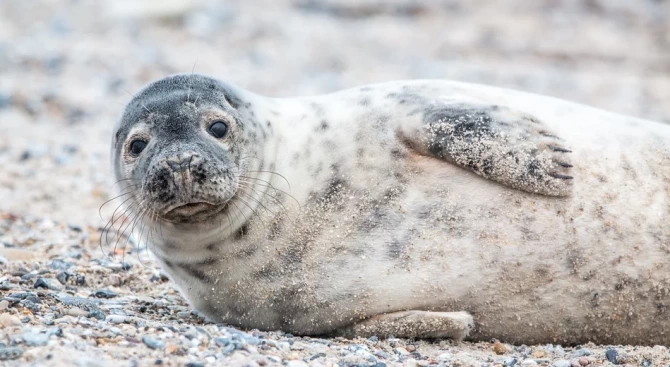 Стотици малки тюлени умират по бреговете на Балтийско море в