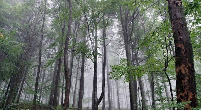 Преди около 90 милиона години умерена дъждовна гора е израсла