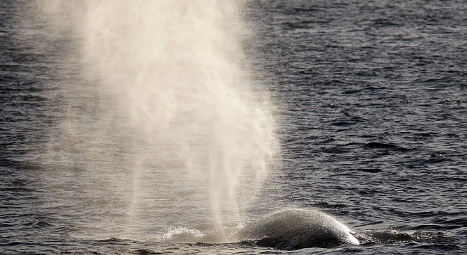 Китовете се забавляват, когато хората са далеч. Военноморски патрул засне