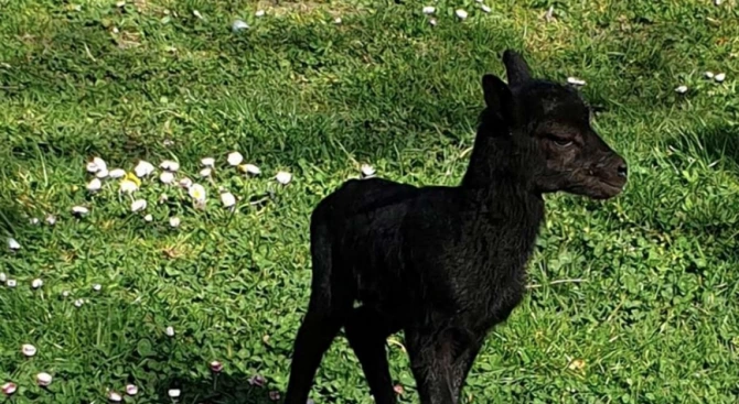 Добри новини от Зоопарк Варна роди се малко черно муфлонче