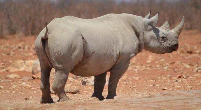 Носорог е бил заснет да преследва жители из опустелите улици