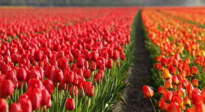 Фирмите, занимаващи се с търговията с цветя в Холандия са