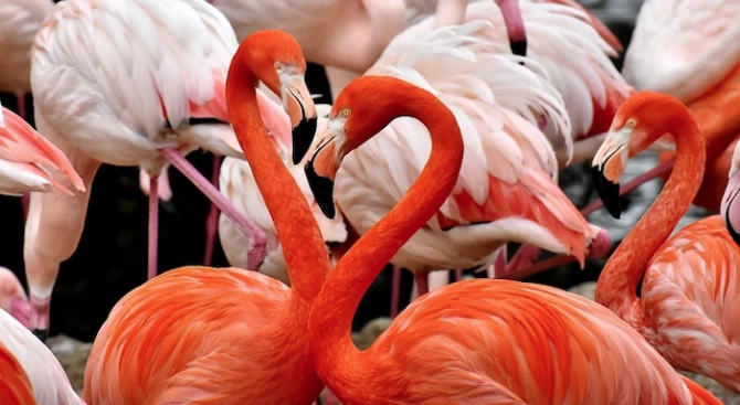 Птиците фламинго могат да оформят приятелства за цял живот и