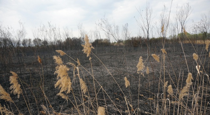  Последици от пожара на езерото край Негован