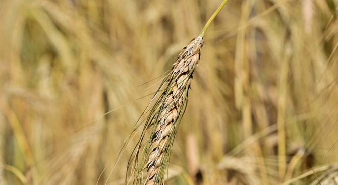 Критично е състоянието на пшеничните посеви в Североизточна България