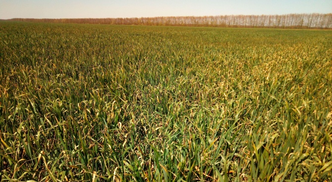 Тревожно: Пшеницата в Добруджа изсъхва