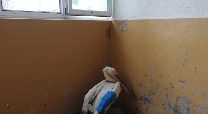 Оцелелият розов пеликан намерен от жители на с Водно Община