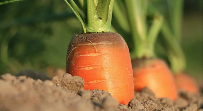 Трикратен рекордьор на Гинес отличен за отглеждането на гигантски зеленчуци