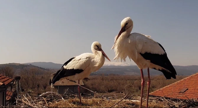 Българско дружество за защита на птиците БДЗП дава възможност на