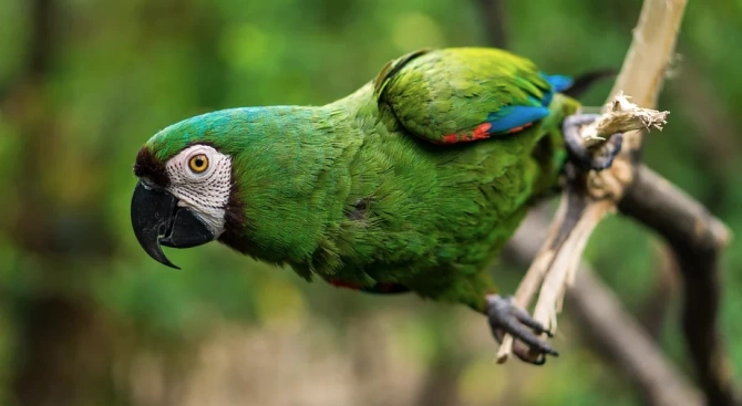 Папагалите и гарваните имат наистина изключителни мозъци спрямо телата си