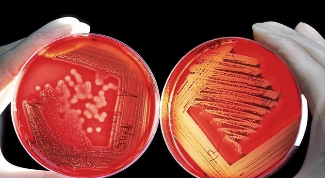 Калифорнийски биолози установиха че колонии от бактерии могат колективно да