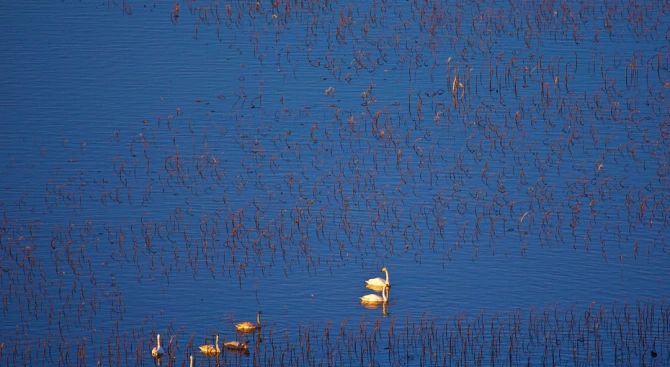 Защитените видове птици в поддържан резерват Сребърна са в размножителен