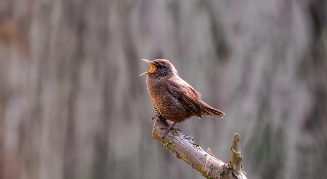 Песента на пойните птици има благотворно въздействие върху здравето и