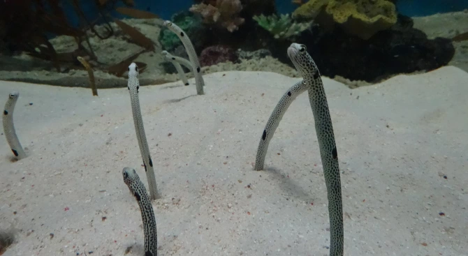 Токийски аквариум който затвори врати заради пандемията призова японците да