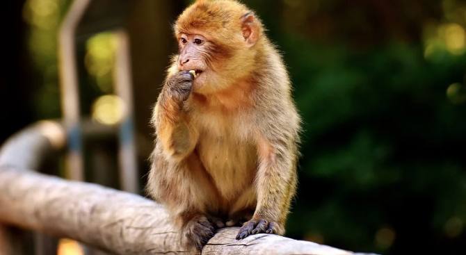  Експериментална ваксина защищава маймуни от ковид 