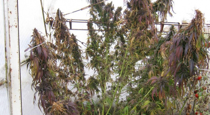 Разбиха оранжерия за марихуана в пазарджишко село