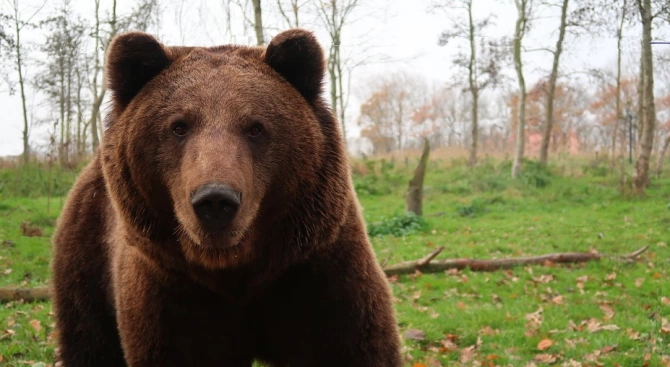 Кафява мечка е заснета на филм в природен резерват в