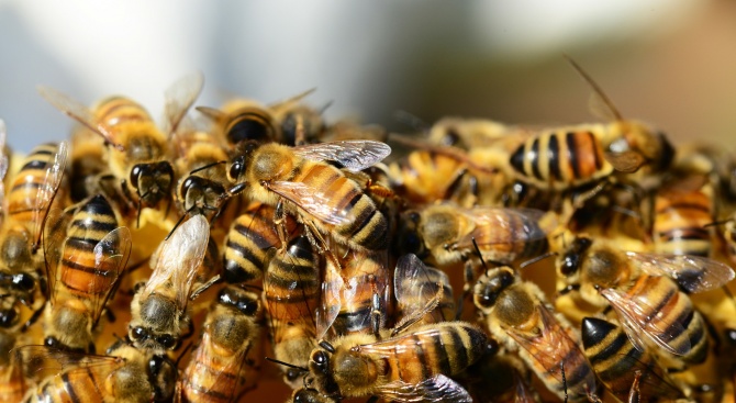 Фонд "Земеделие" ще кредитира одобрени проекти по Пчеларската програма при 3% лихва