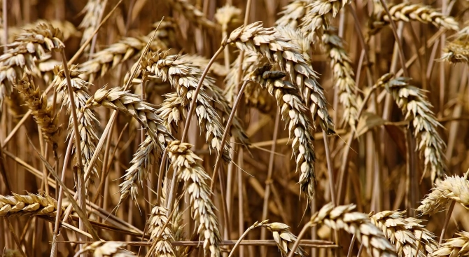 Зърнопроизводители в Добричка област са подали заявления за обследване на