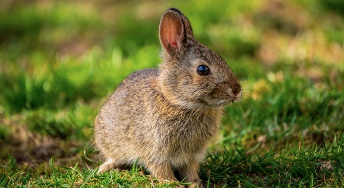 Зайците са били почти опитомени в Китай преди около 5000