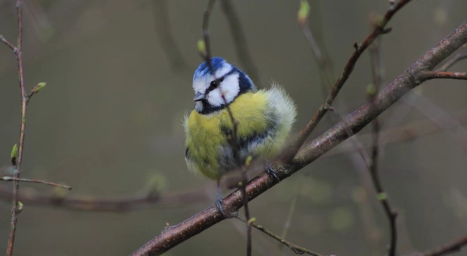 Преброяване на птиците в градините в Германия потвърди опасенията на