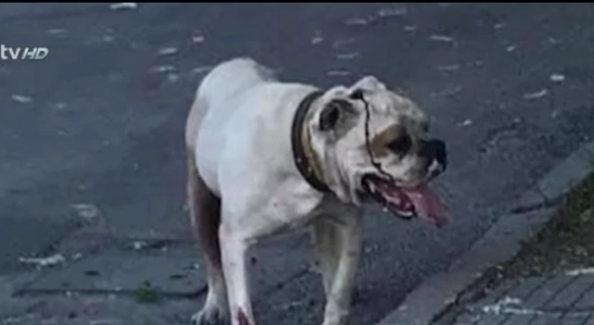 Куче нахапа жестоко жена и две деца на паркинг пред
