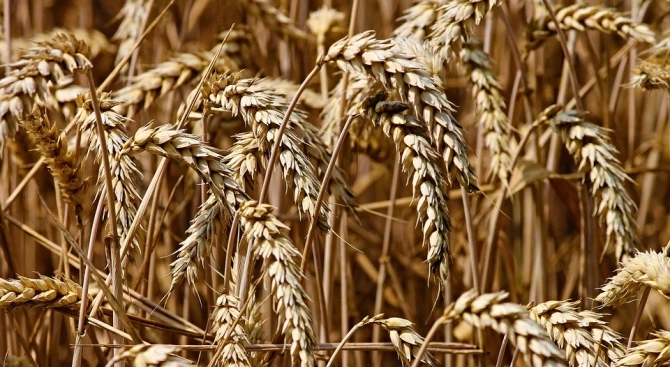 На Софийската стокова борса ССБ пшеницата се търси на цена