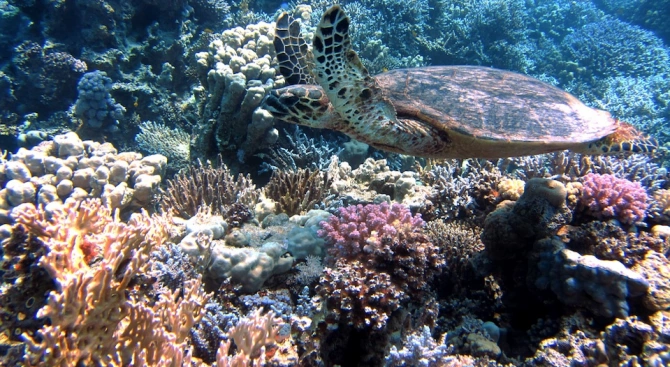 Коралите могат да бъдат защитени от избелване вследствие на свързаното