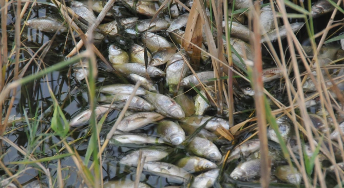 Десетки мъртви риби изплуваха тази сутрин под моста на Стара