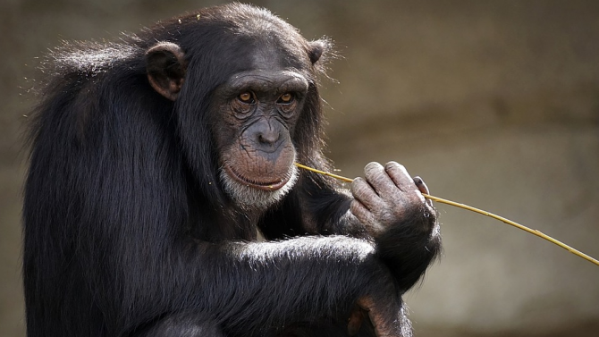  Заразени с ковид маймуни развиват имунитет 