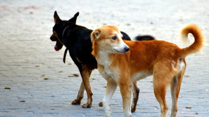 За четири месеца в приюта за безстопанствени животни в Русе са настанени 249 кучета