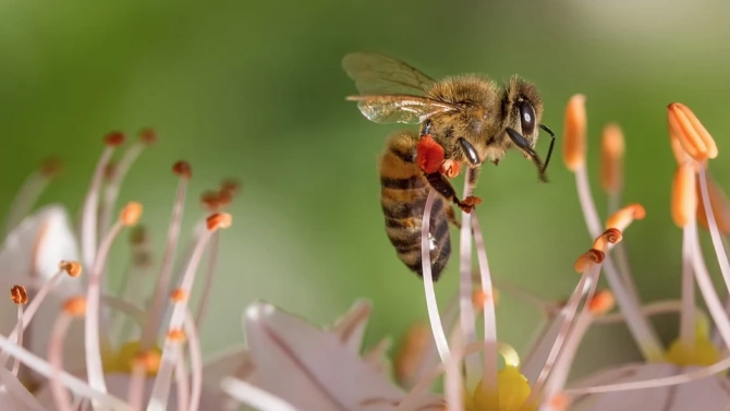 Светът отбелязва Международния ден на пчелата Денят се отбелязва от