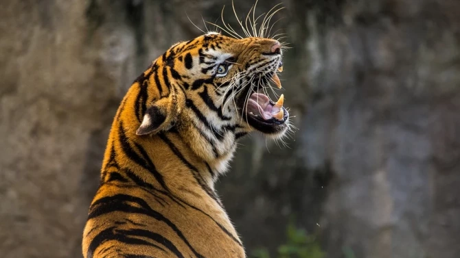 Зоопаркът в Благоевград започва да приема посетители от 25 май