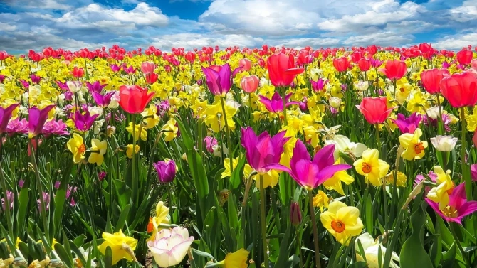 Над 2000 стръка пролетни цветя ще красят и ухаят в
