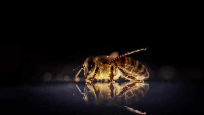 Около 70 от пчелите в Тервелско са унищожени алармираха