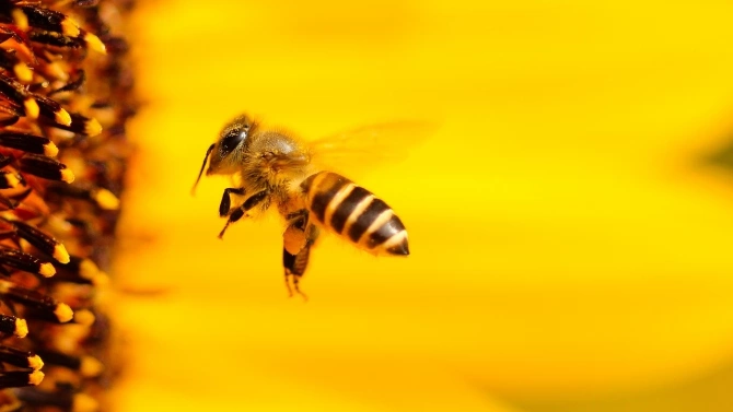 Умните земни пчели които са се събудили по рано от хибернация
