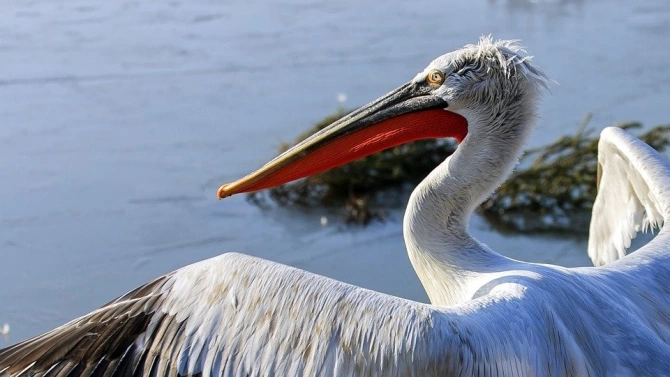 Къдроглавите пеликани в Сребърна отглеждат поколение съобщават от Регионалната инспекция