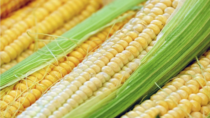 Учени установиха кога хората са започнали да консумират царевица