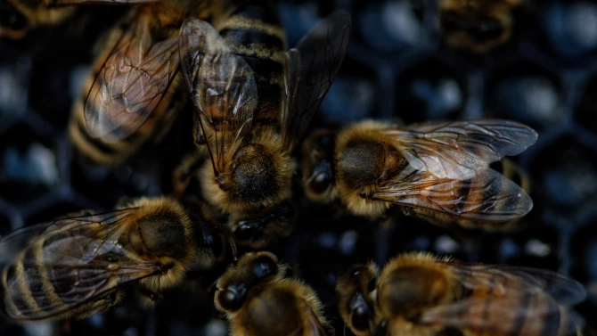 Пчеларите в Плевен три последователни дни трябва да опазват здравето