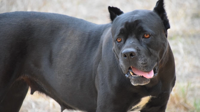 50 килограмово куче от порода Кане Корсо нахапа тежко 10 годишно дете