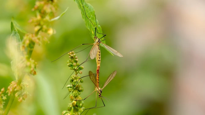 Община Стара Загора започна обработка срещу комари в тревните площи