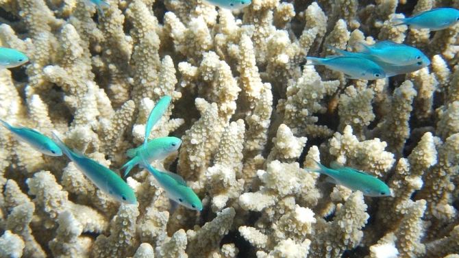 Тревожни новини от Големия бариерен риф Австралия отчете месец февруари
