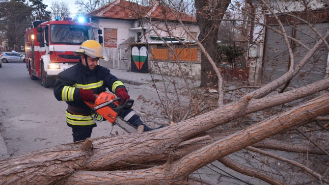 Силният вятър събори дърво върху оградата на болницата в Димитровград