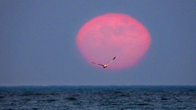Явлението Ягодова Луна изгря зад облаци във Варна Гледката беше