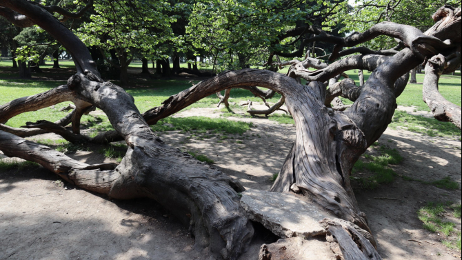  Култовото криво дърво във Варна се сдоби с информационна табела