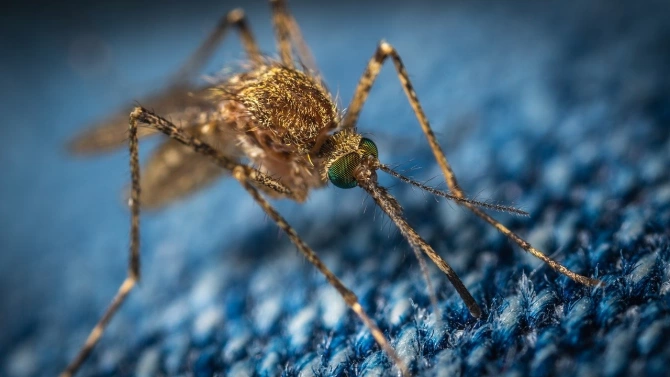 Продължават обработките срещу комари и кърлежи в община Русе информират